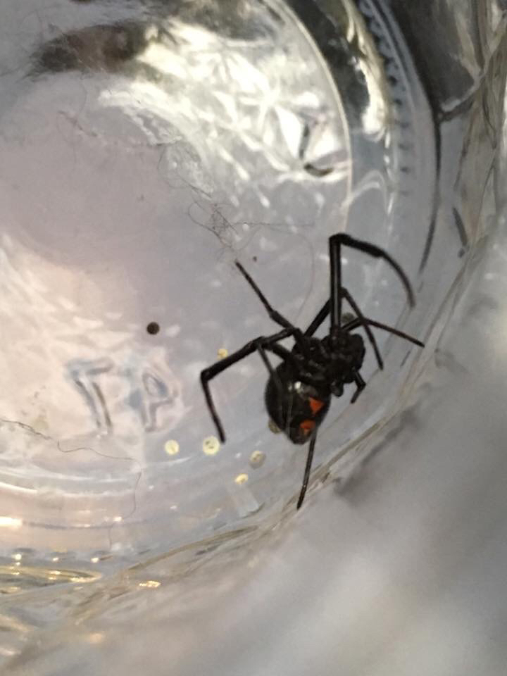 Eek! Maine Woman Finds Black Widow in Her Grapes